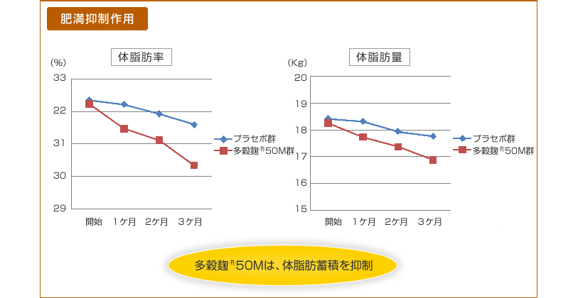 肥満抑制作用　多穀麹<sup>®</sup>50Mは、体脂肪蓄積を抑制