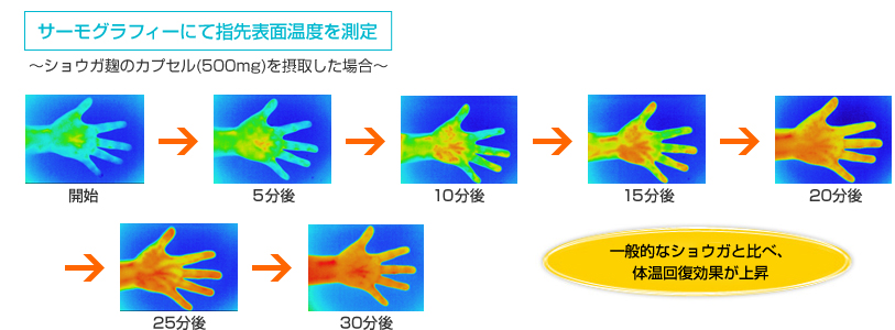 一般的なショウガと比べ、体温回復効果が上昇